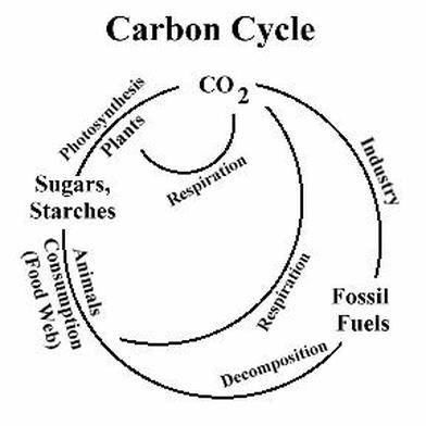 What Is the Carbon Cycle? Photosynthesis, Decomposition