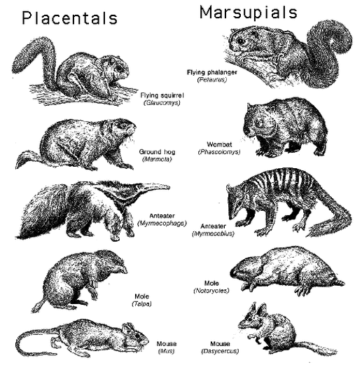 Evolution of Species - Notes - Biology | Mrs. McComas