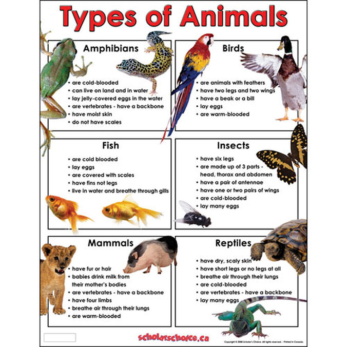 Animal - Notes - Biology | Mrs. McComas