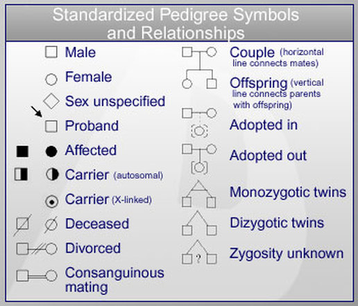 What Is A Pedigree Chart In Biology