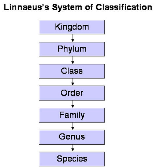 Classification - Biology | Mrs. McComas