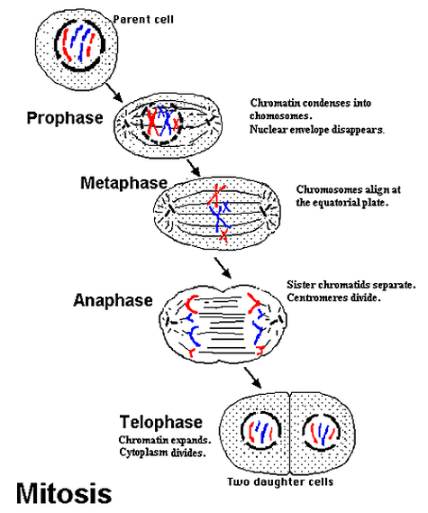 stages of cell cycle
