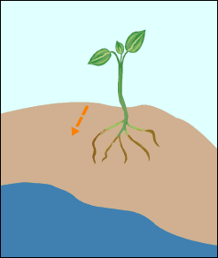 Tropism and Taxis - Notes - Biology | Mrs. McComas